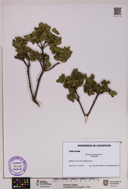 Baccharis poeppigiana [Espécimen: UDEC:CONC:0201488]