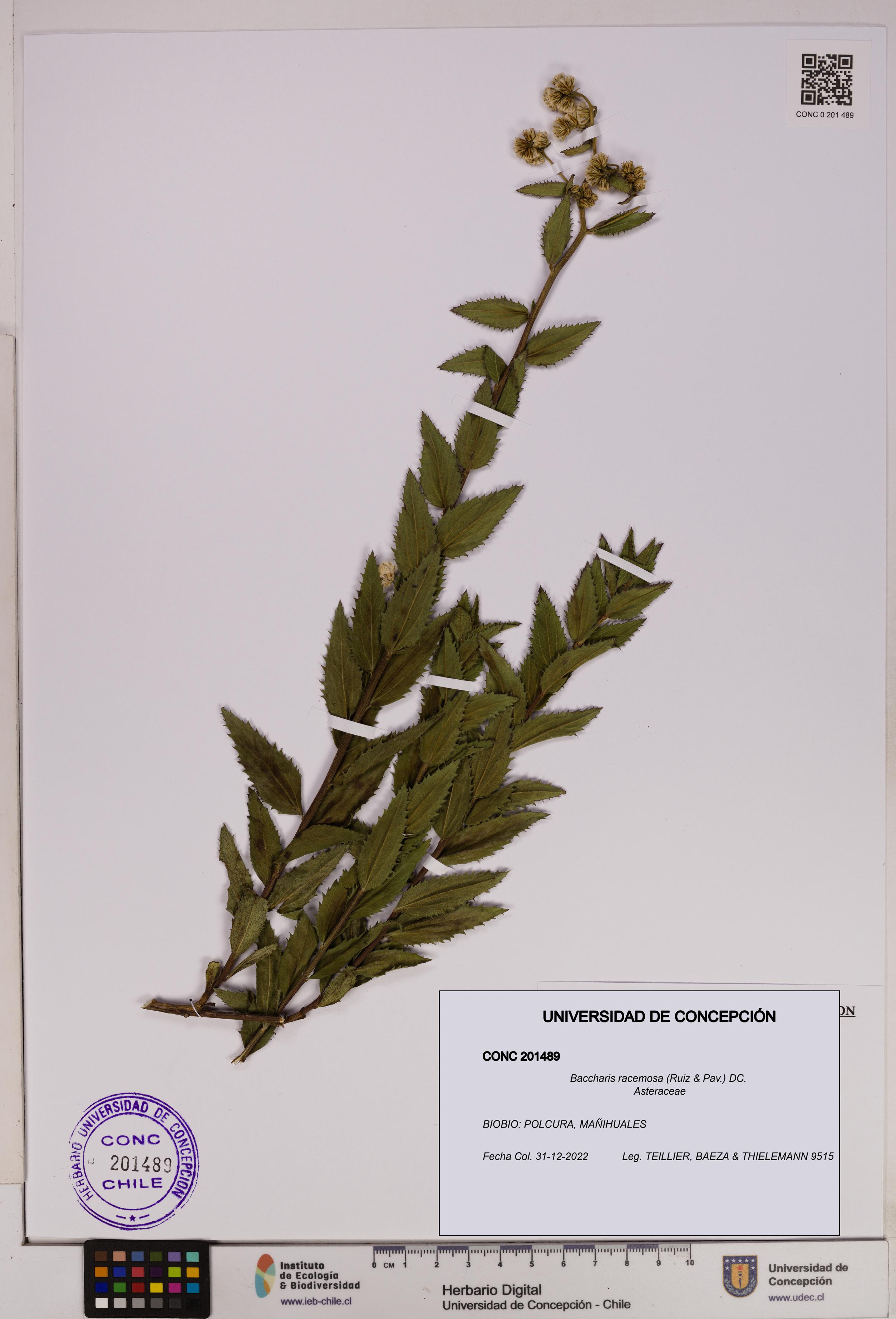 Baccharis racemosa [Espécimen: UDEC:CONC:0201489]