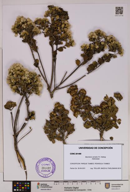 Baccharis vernalis [Espécimen: UDEC:CONC:0201490]
