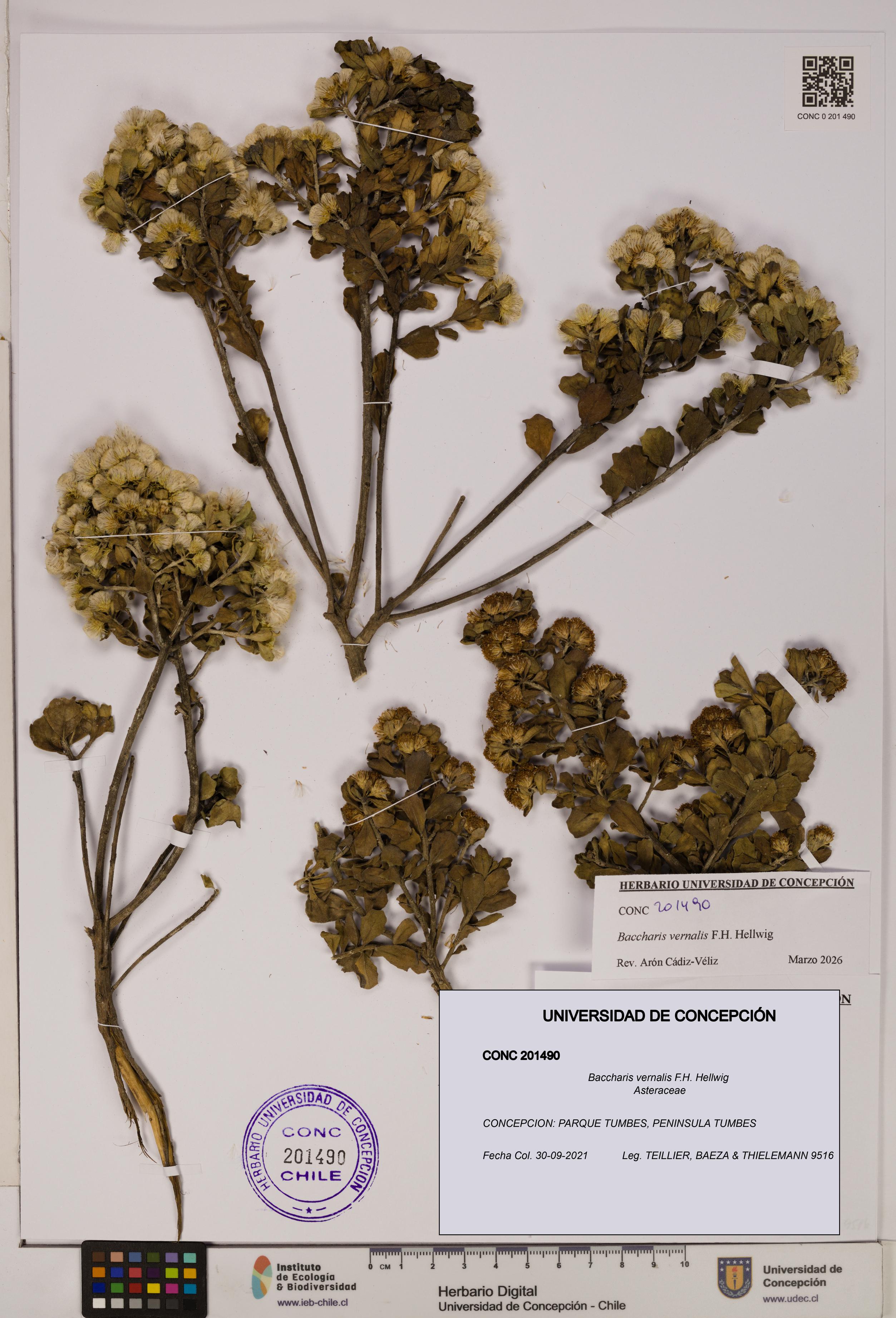 Baccharis vernalis [Espécimen: UDEC:CONC:0201490]