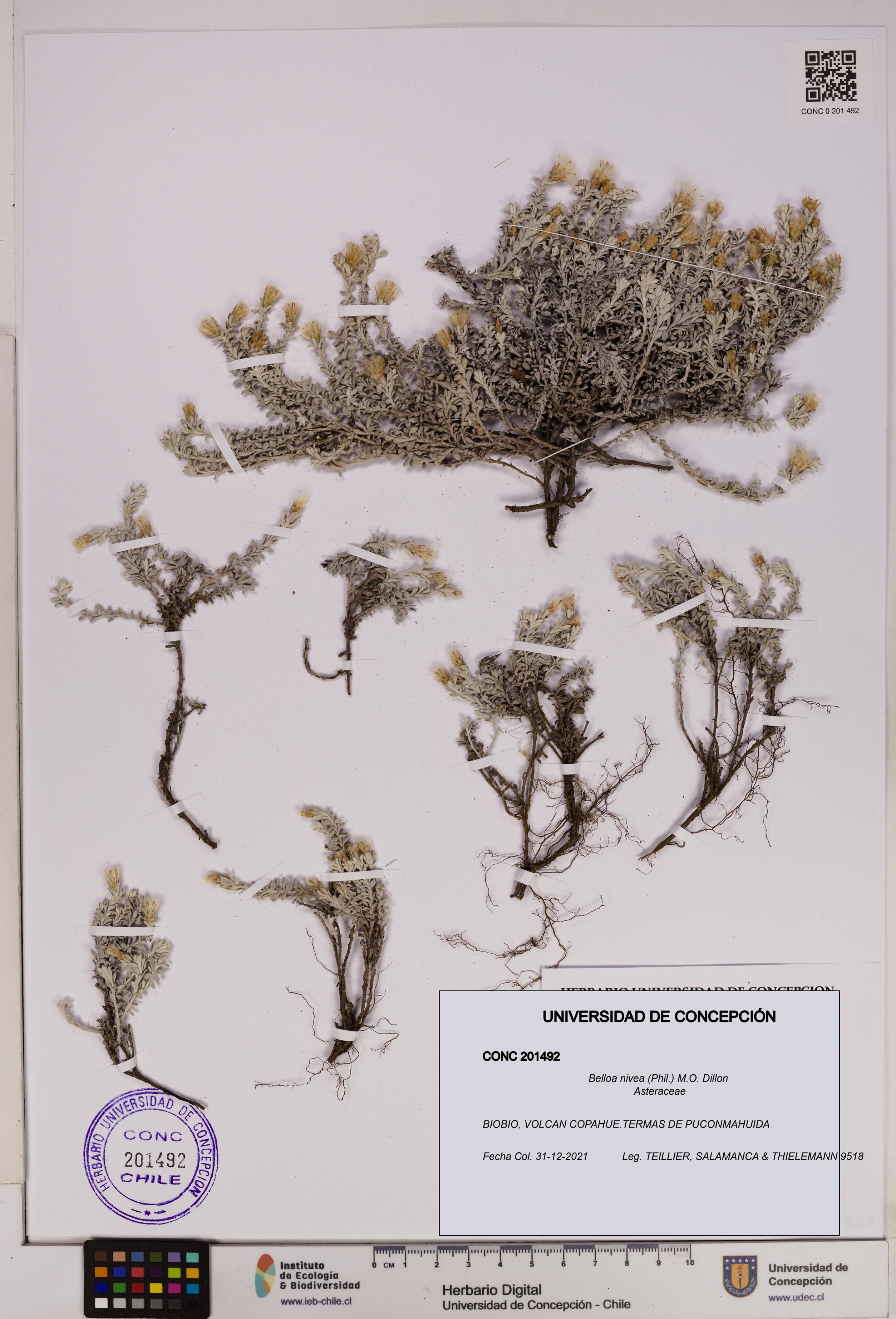 Belloa nivea [Espécimen: UDEC:CONC:0201492]