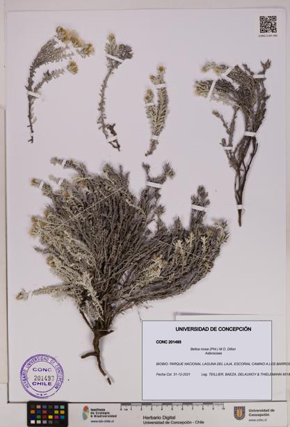 Belloa nivea [Espécimen: UDEC:CONC:0201493]