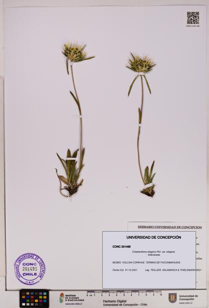 Chaetanthera elegans var. elegans [Espécimen: UDEC:CONC:0201495]