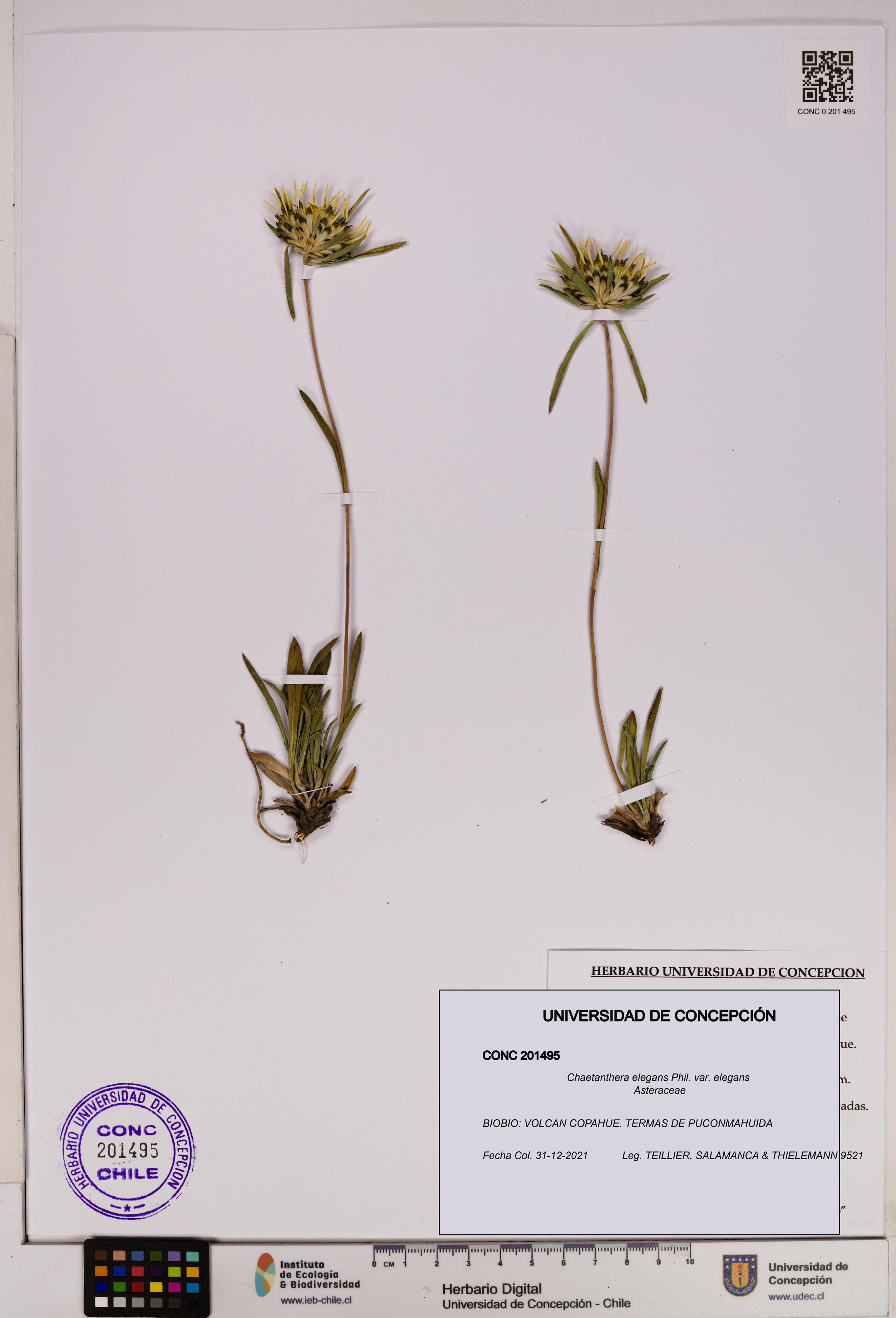 Chaetanthera elegans var. elegans [Espécimen: UDEC:CONC:0201495]