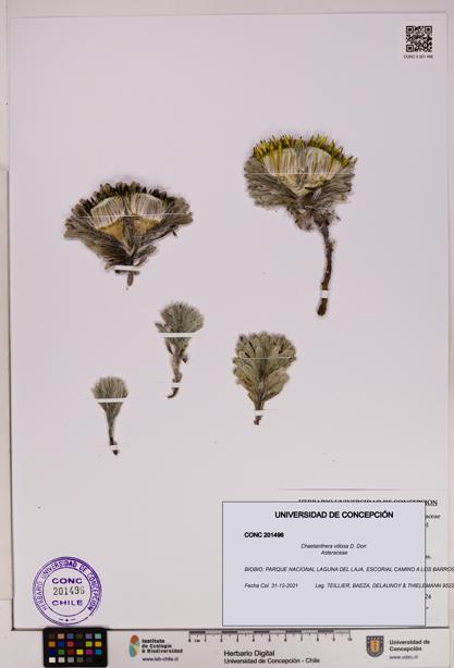 Chaetanthera villosa [Espécimen: UDEC:CONC:0201496]