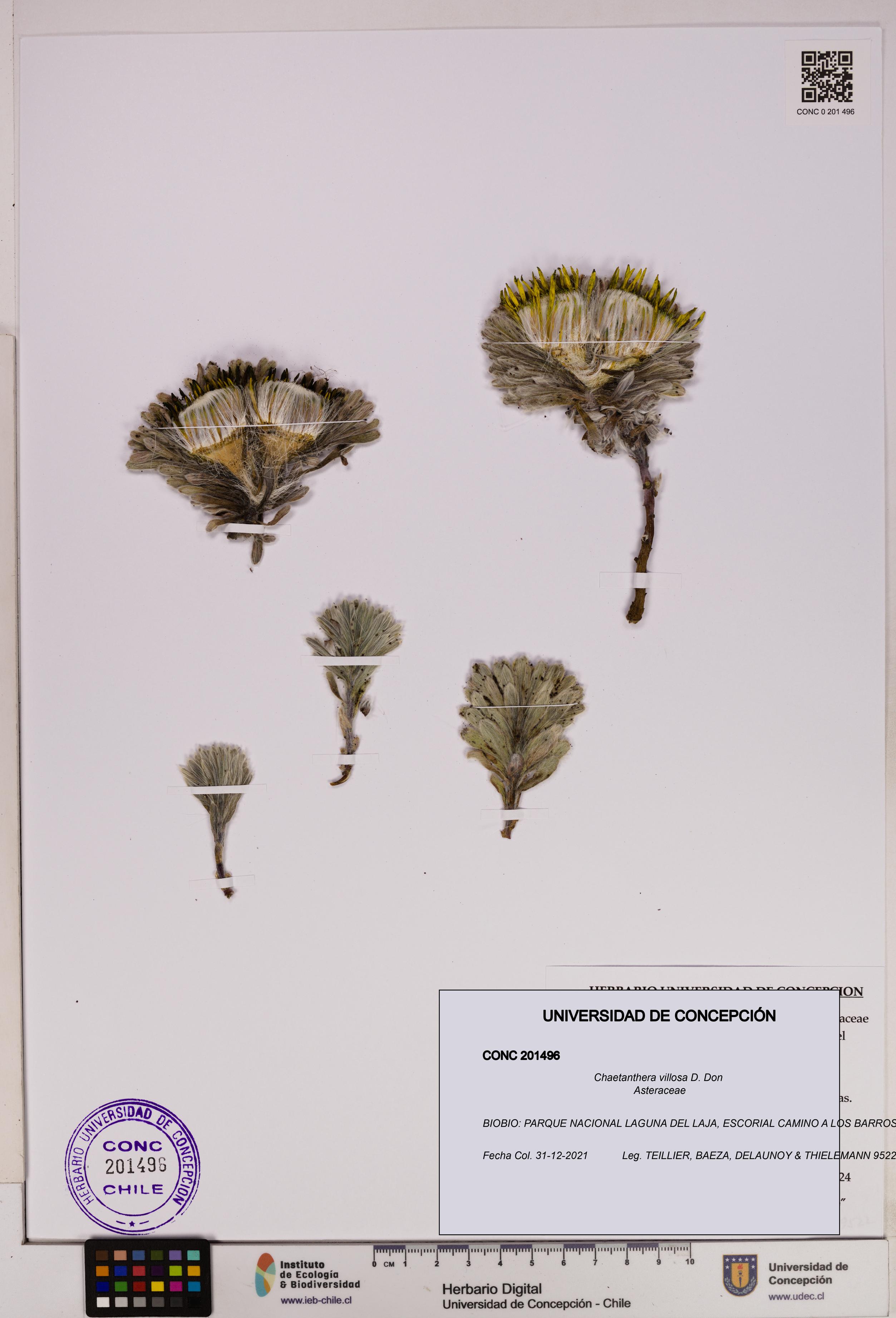 Chaetanthera villosa [Espécimen: UDEC:CONC:0201496]
