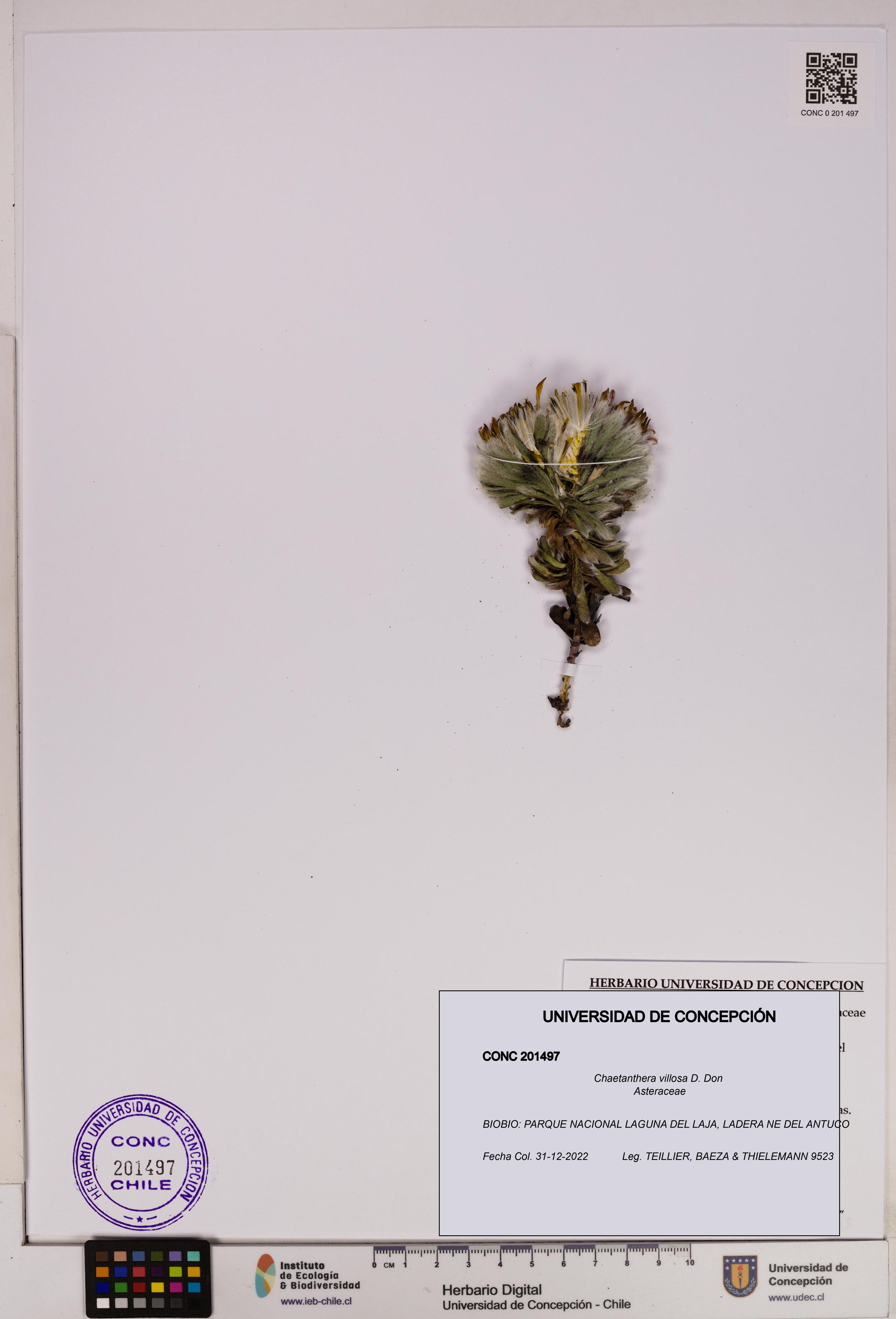 Chaetanthera villosa [Espécimen: UDEC:CONC:0201497]