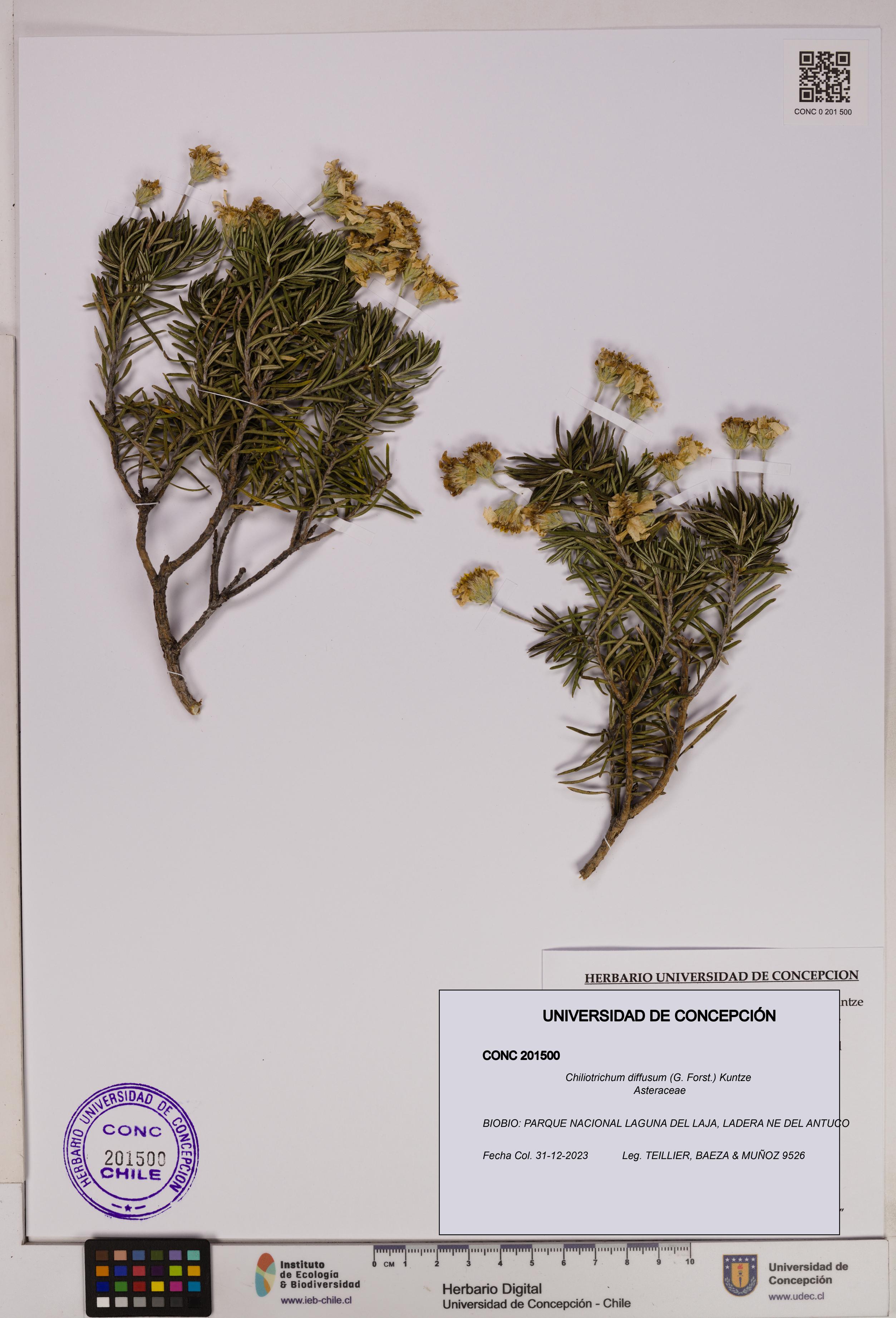 Chiliotrichum diffusum [Espécimen: UDEC:CONC:0201500]