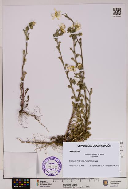 Cladanthus mixtus [Espécimen: UDEC:CONC:0201503]