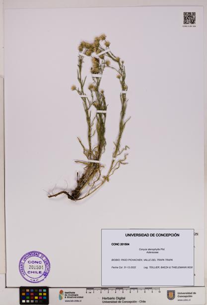 Conyza stenophylla [Espécimen: UDEC:CONC:0201504]