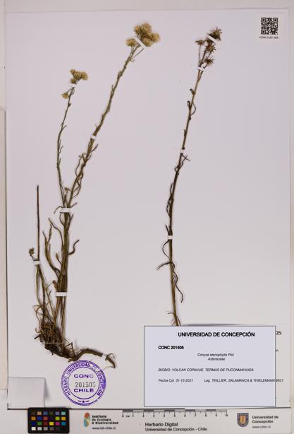 Conyza stenophylla [Espécimen: UDEC:CONC:0201505]