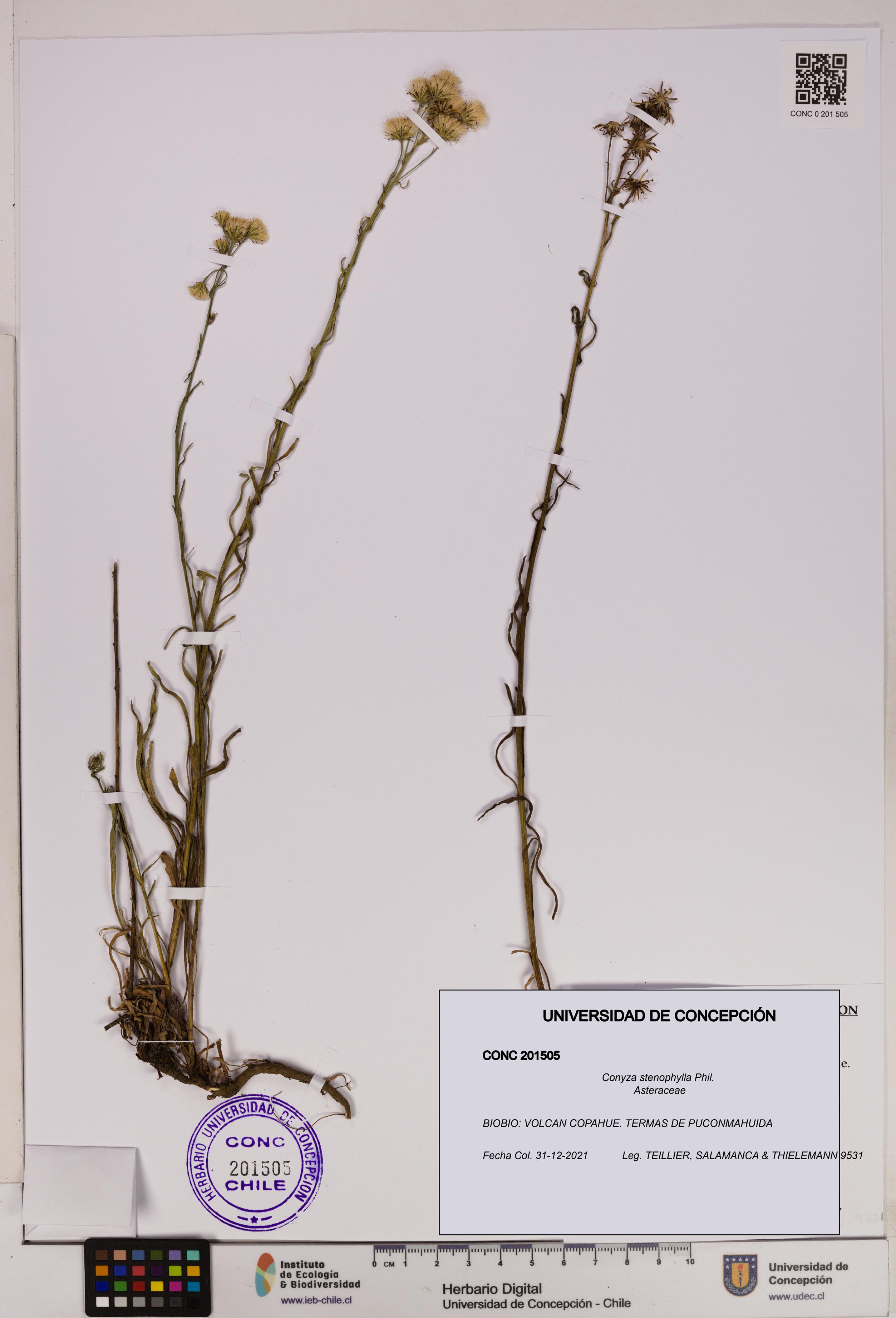 Conyza stenophylla [Espécimen: UDEC:CONC:0201505]