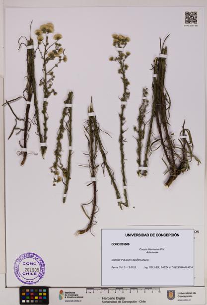 Conyza thermarum [Espécimen: UDEC:CONC:0201508]