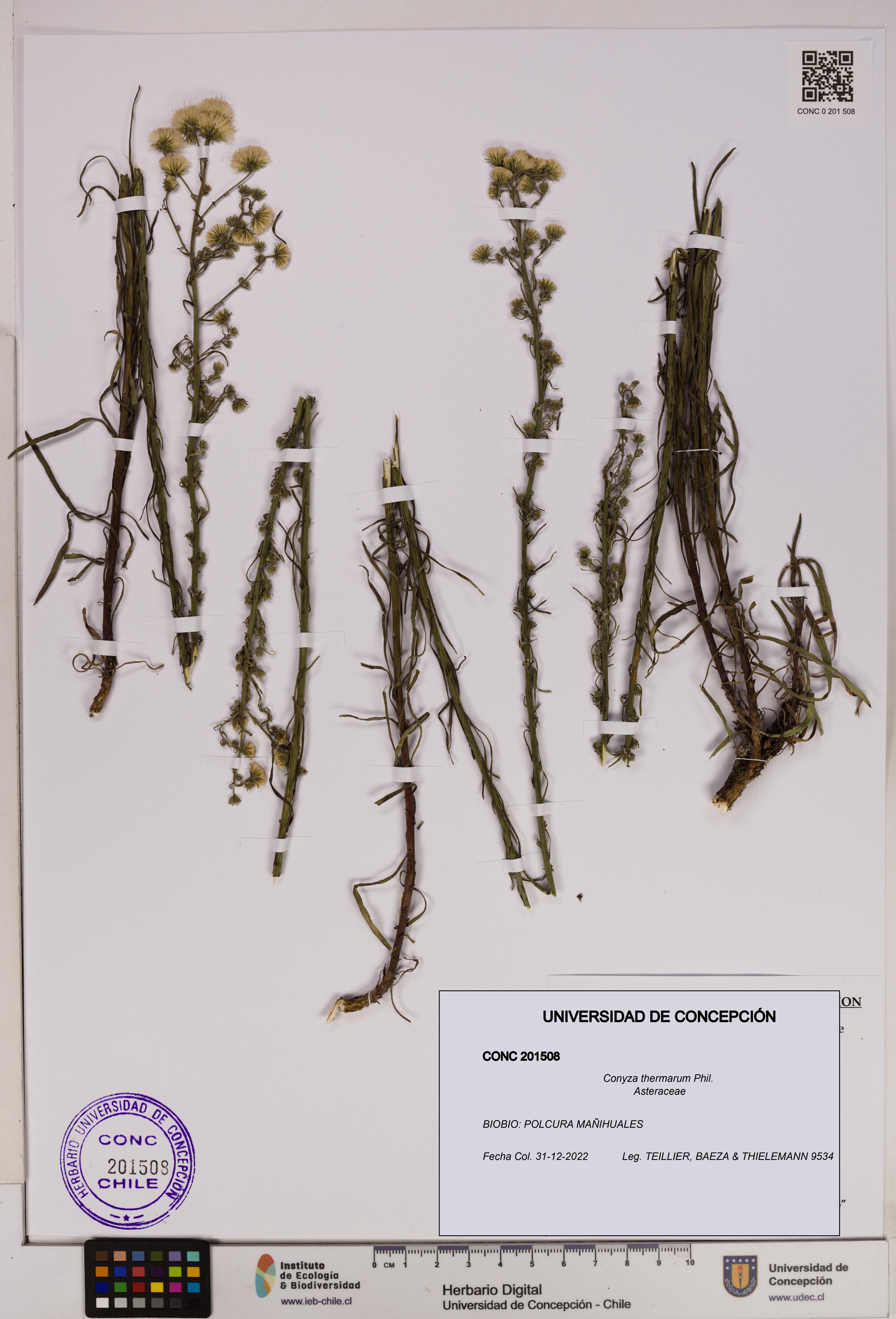 Conyza thermarum [Espécimen: UDEC:CONC:0201508]