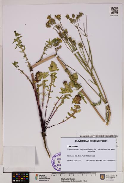 Crepis vesicaria [Espécimen: UDEC:CONC:0201509]