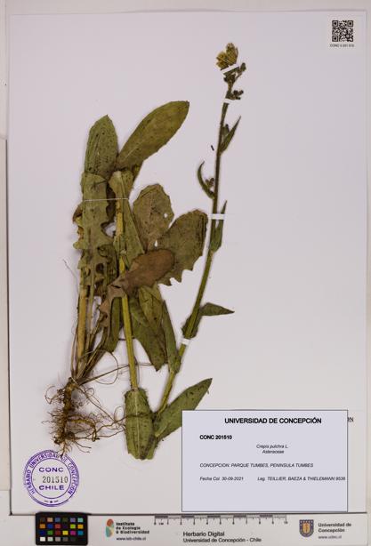 Crepis pulchra [Espécimen: UDEC:CONC:0201510]