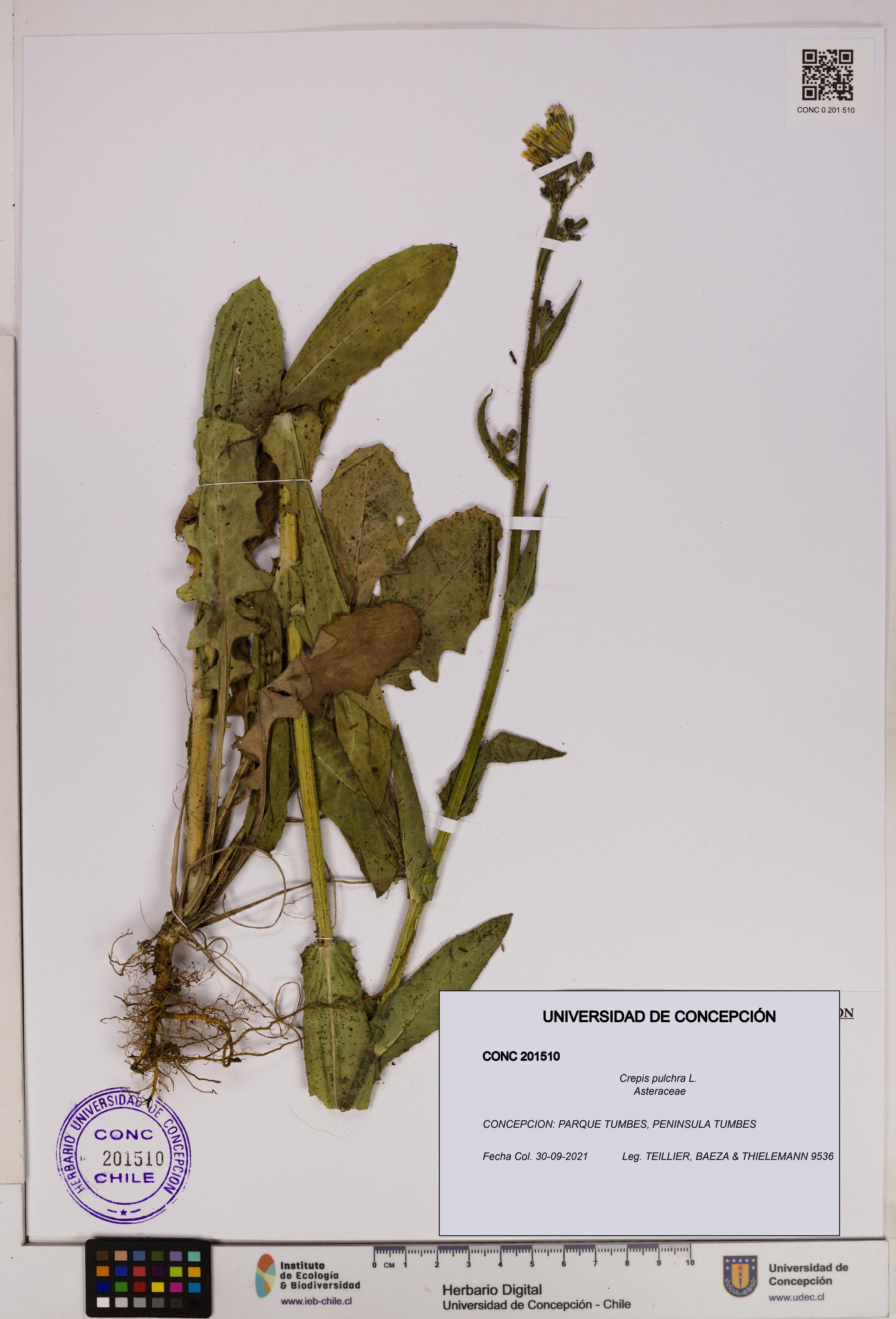 Crepis pulchra [Espécimen: UDEC:CONC:0201510]