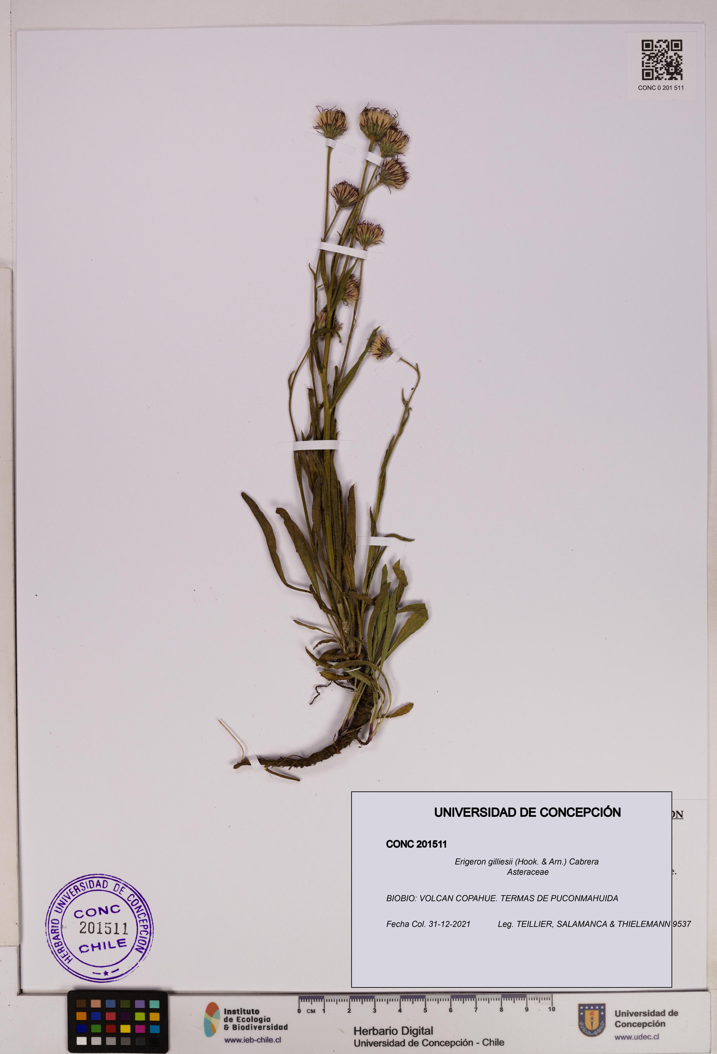 Erigeron gilliesii [Espécimen: UDEC:CONC:0201511]