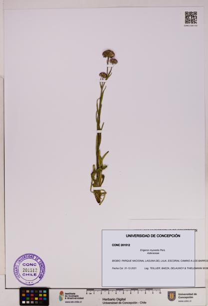 Erigeron myosotis [Espécimen: UDEC:CONC:0201512]