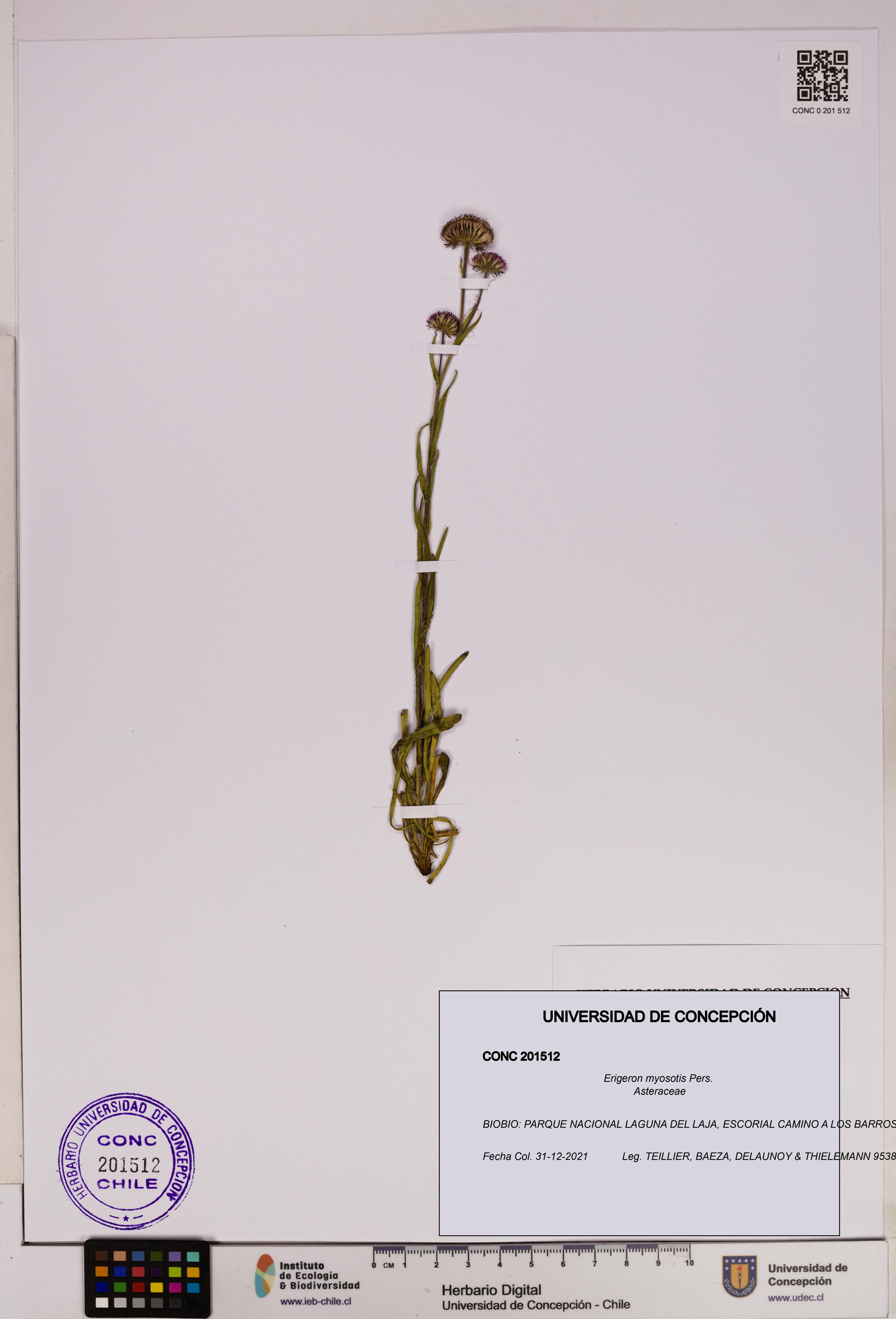 Erigeron myosotis [Espécimen: UDEC:CONC:0201512]