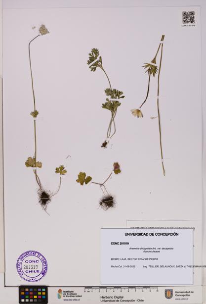 Anemone decapetala [Espécimen: UDEC:CONC:0201519]