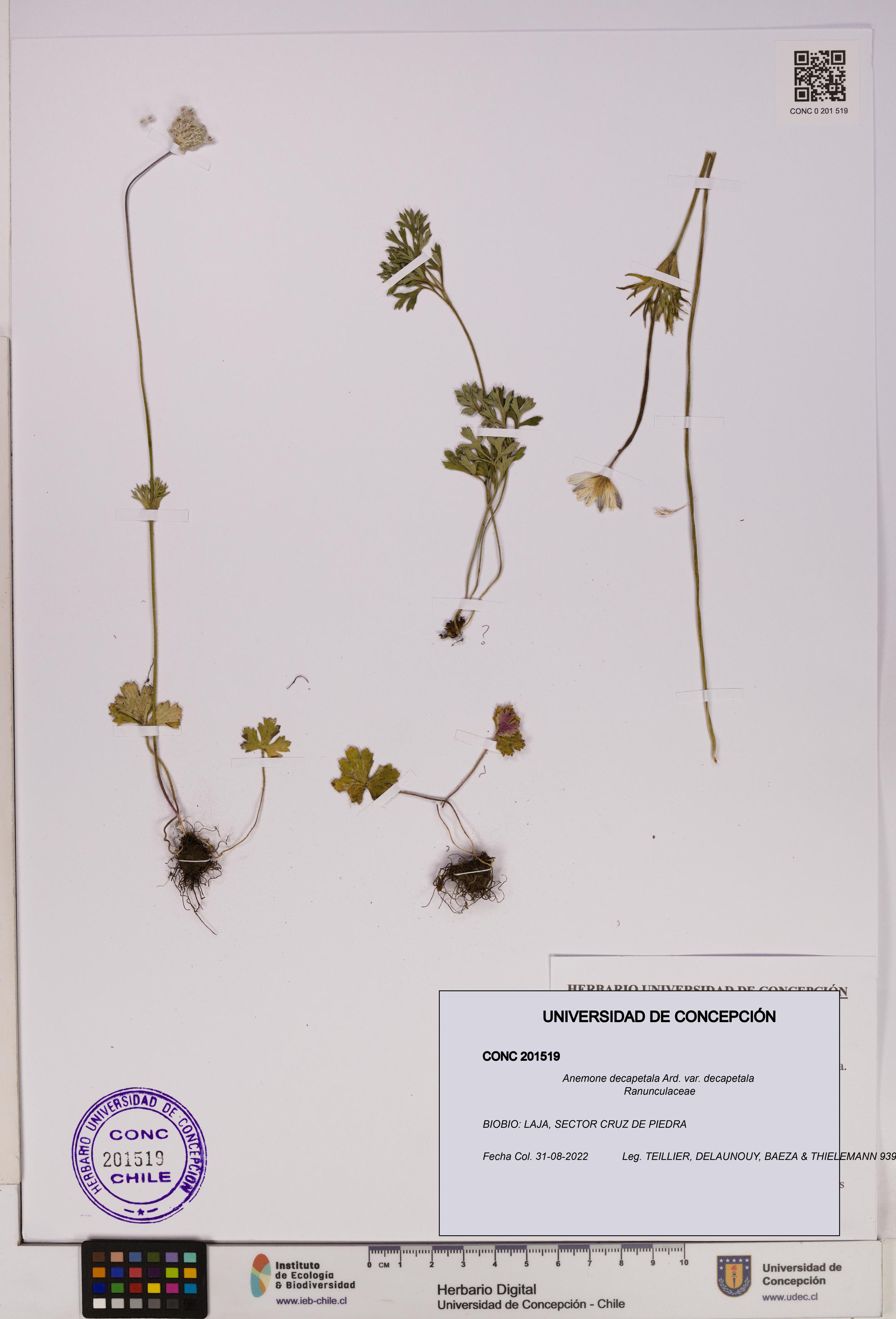 Anemone decapetala [Espécimen: UDEC:CONC:0201519]