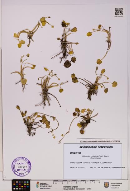 Halerpestes cymbalaria [Espécimen: UDEC:CONC:0201523]