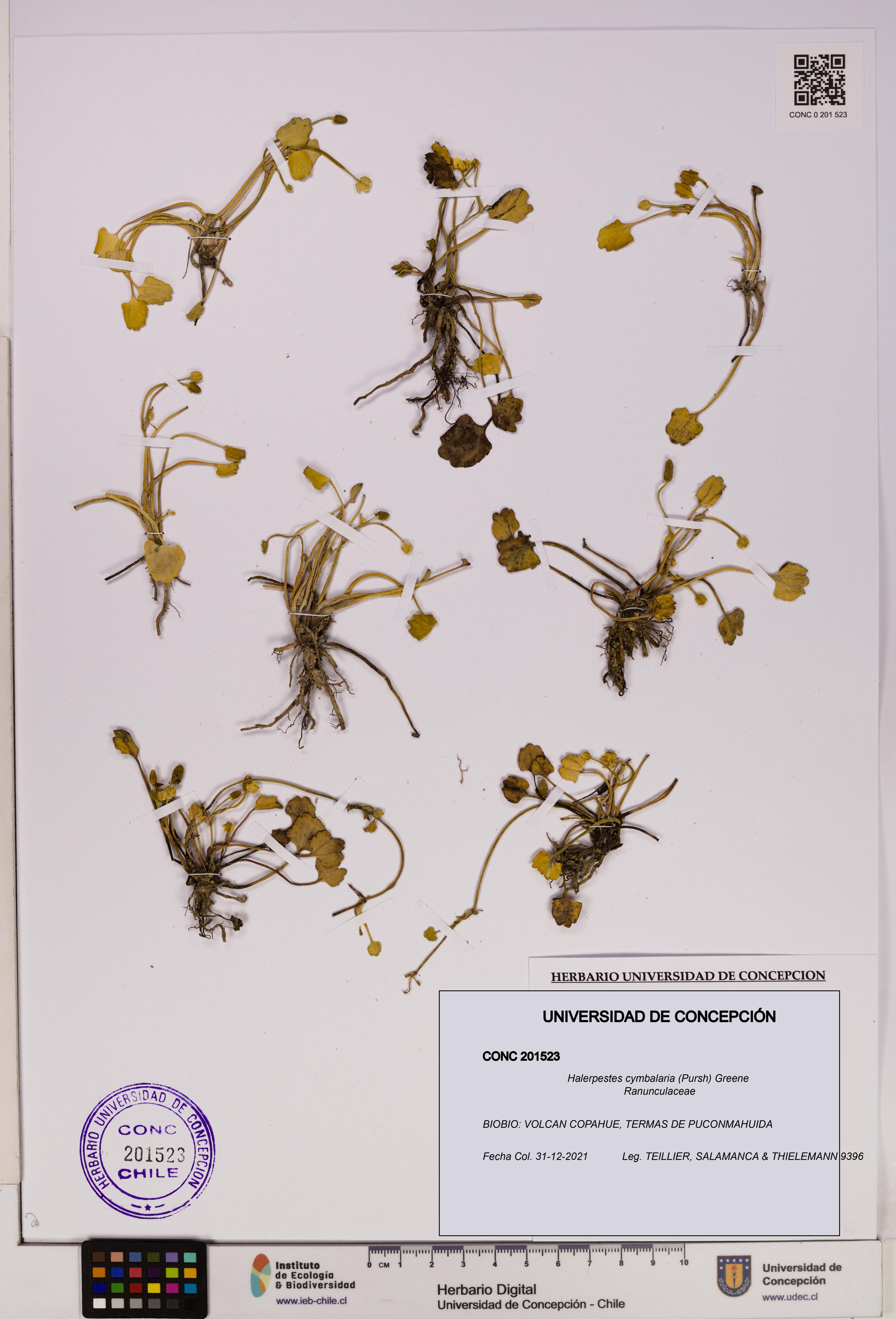 Halerpestes cymbalaria [Espécimen: UDEC:CONC:0201523]