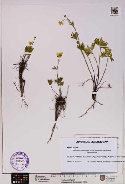 Ranunculus peduncularis var. erodiifolius [Espécimen: UDEC:CONC:0201525]