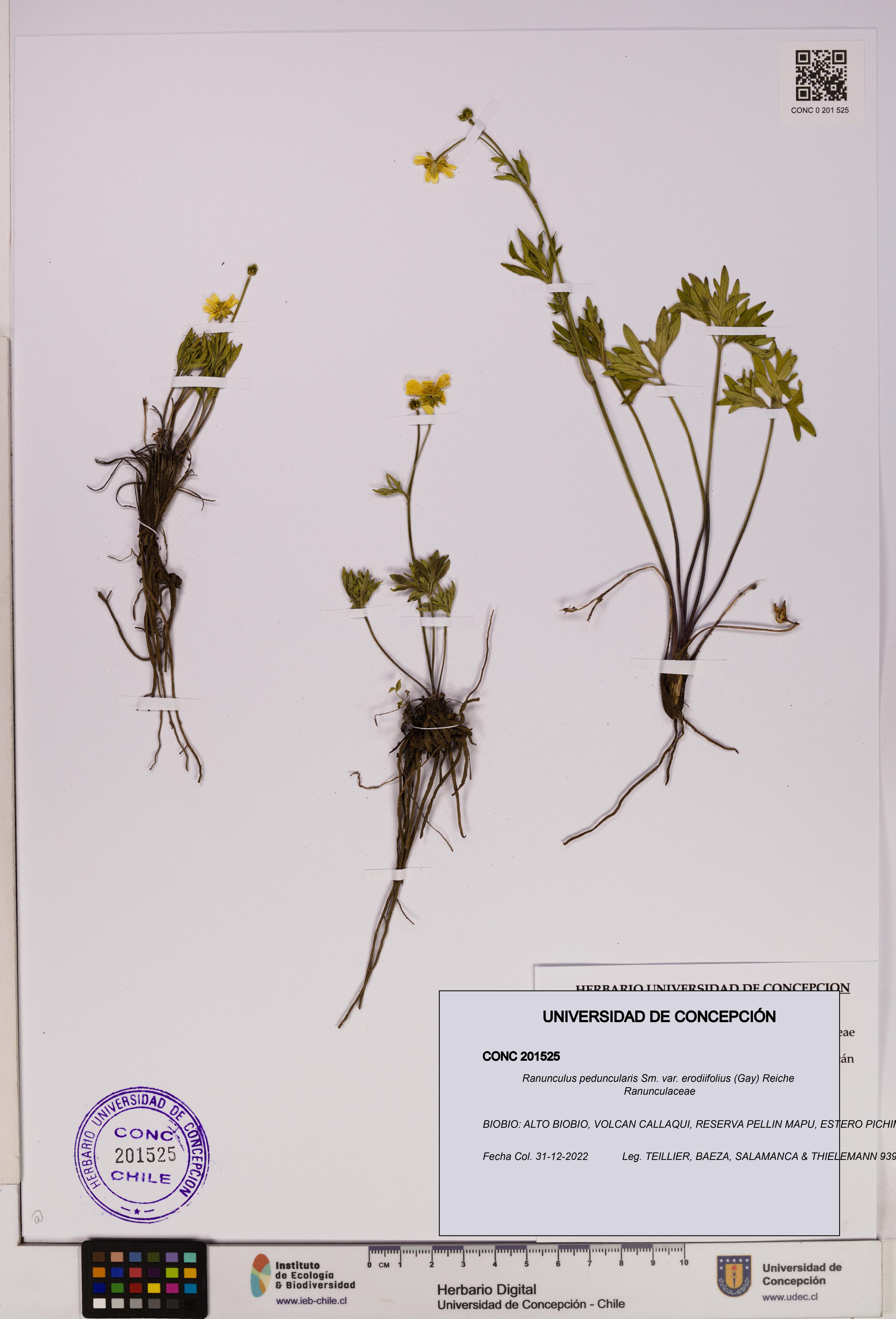 Ranunculus peduncularis var. erodiifolius [Espécimen: UDEC:CONC:0201525]