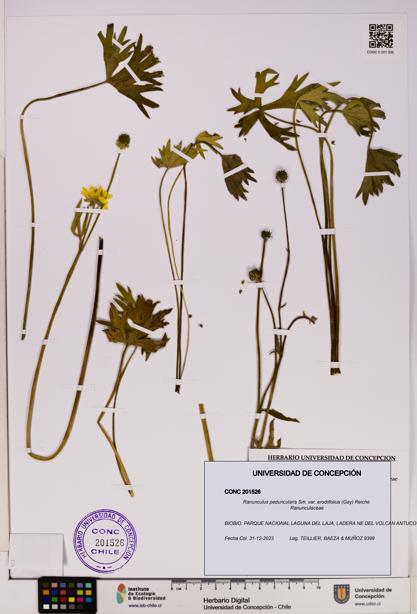 Ranunculus peduncularis var. erodiifolius [Espécimen: UDEC:CONC:0201526]