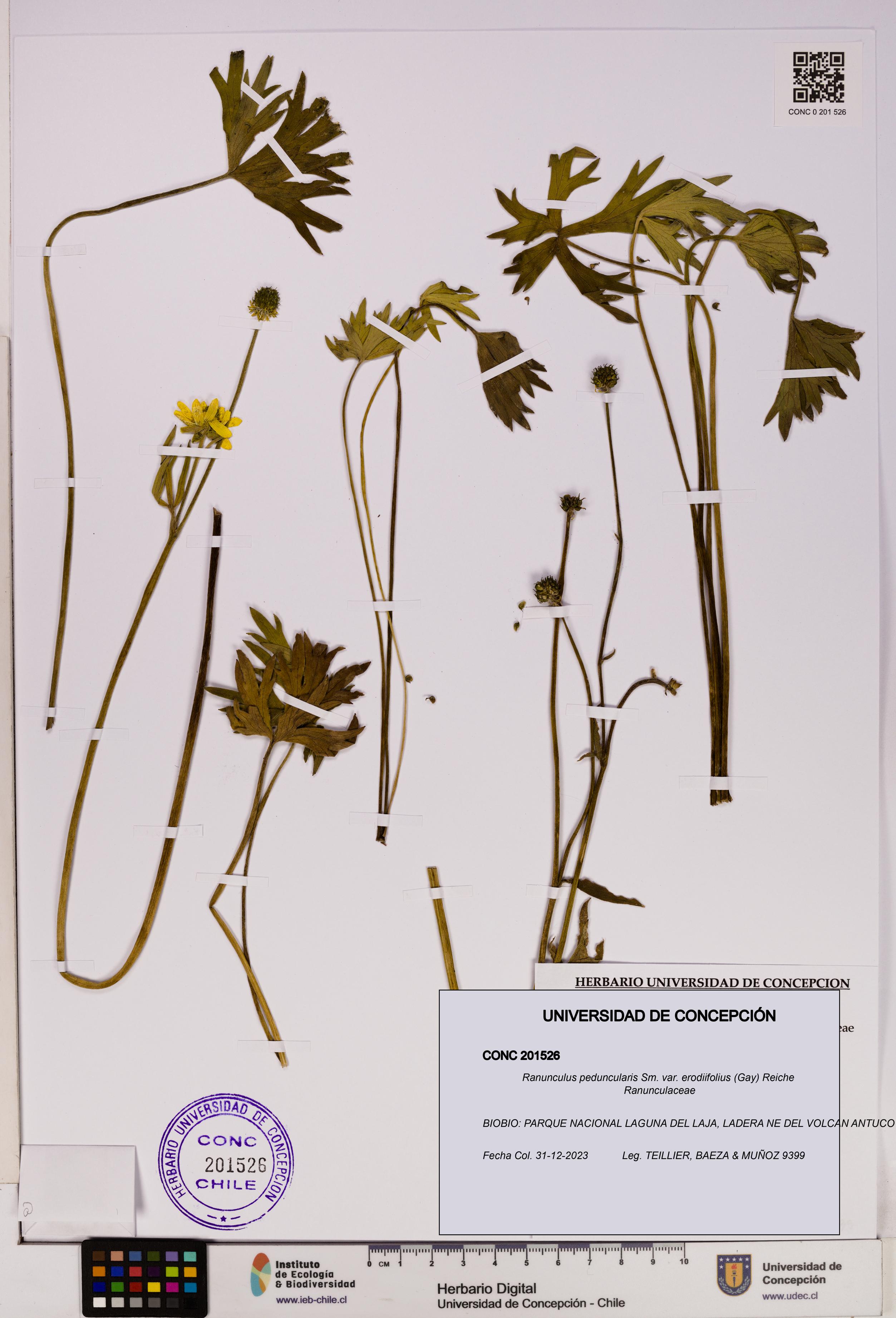 Ranunculus peduncularis var. erodiifolius [Espécimen: UDEC:CONC:0201526]