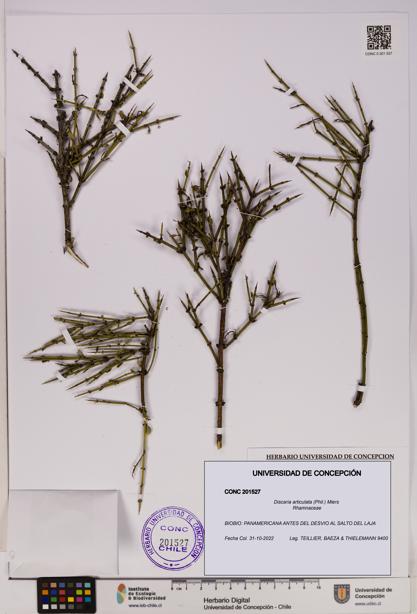 Discaria articulata [Espécimen: UDEC:CONC:0201527]