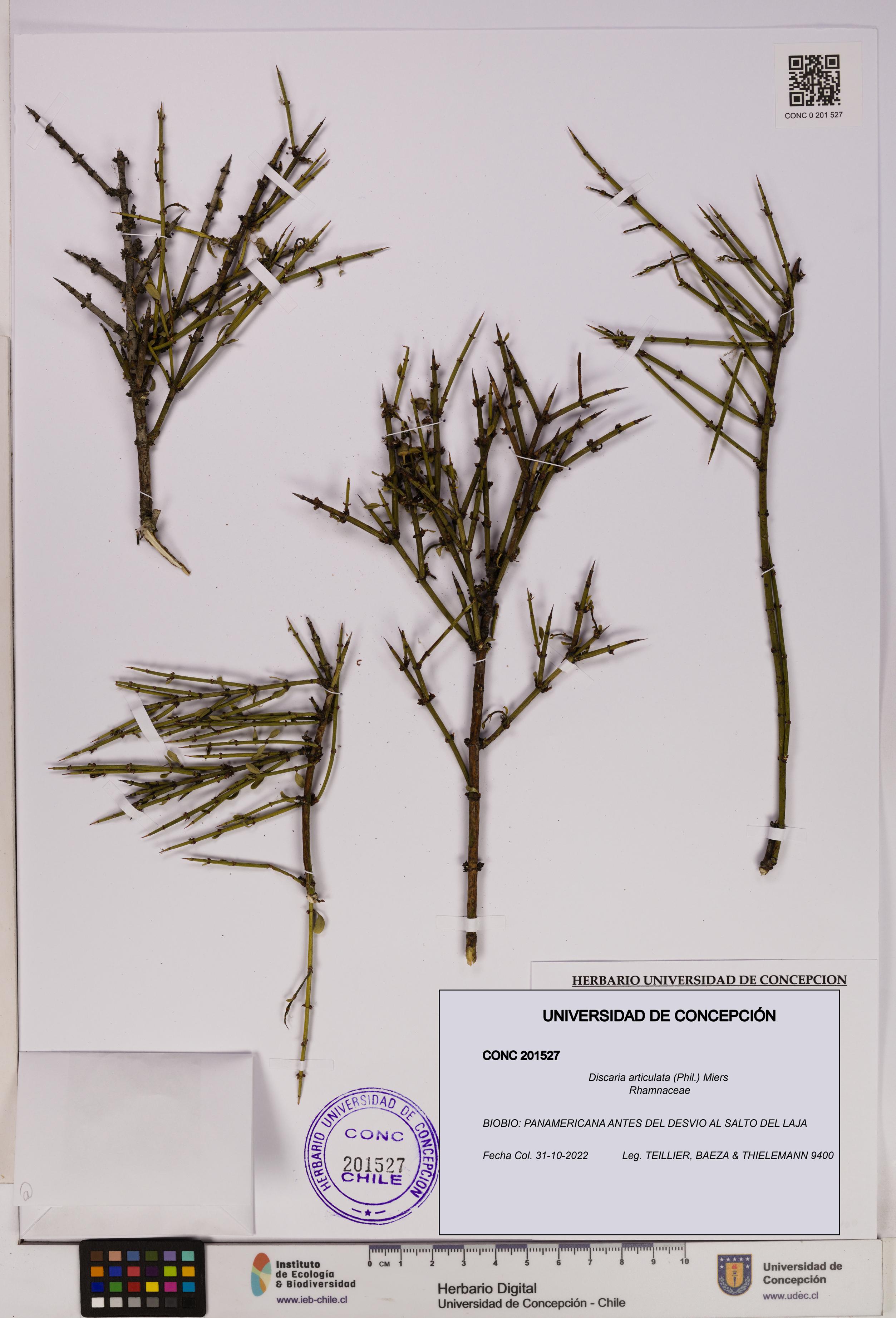 Discaria articulata [Espécimen: UDEC:CONC:0201527]