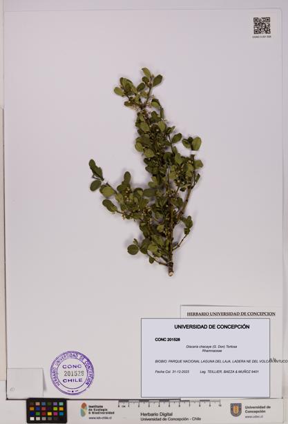 Discaria chacaye [Espécimen: UDEC:CONC:0201528]