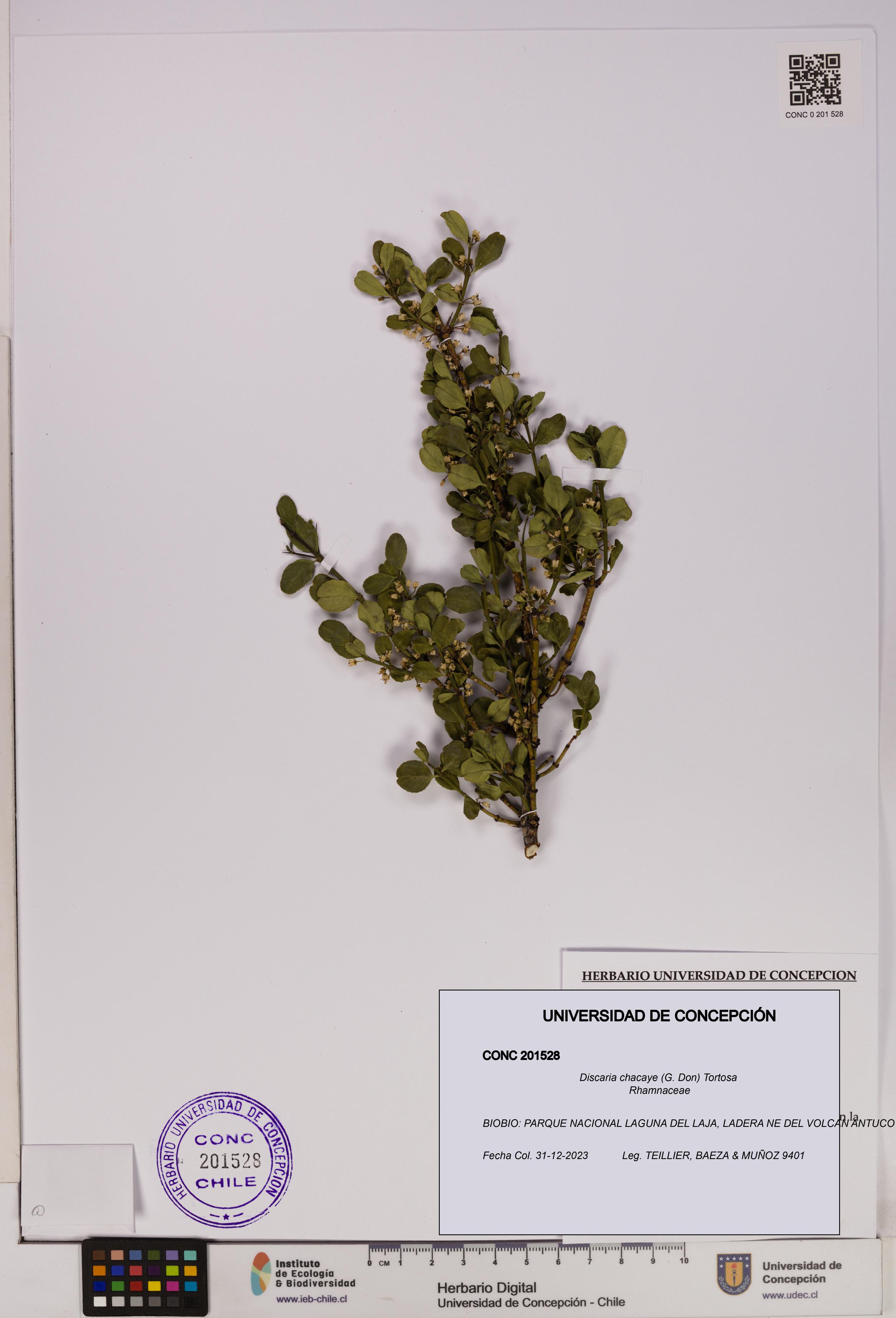 Discaria chacaye [Espécimen: UDEC:CONC:0201528]