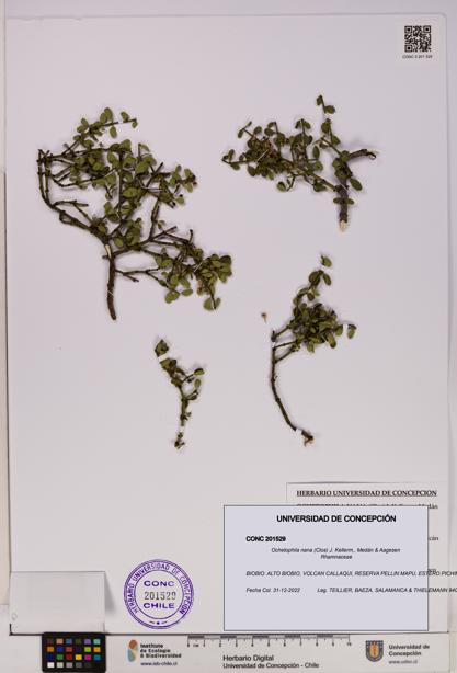 Ochetophila nana [Espécimen: UDEC:CONC:0201529]