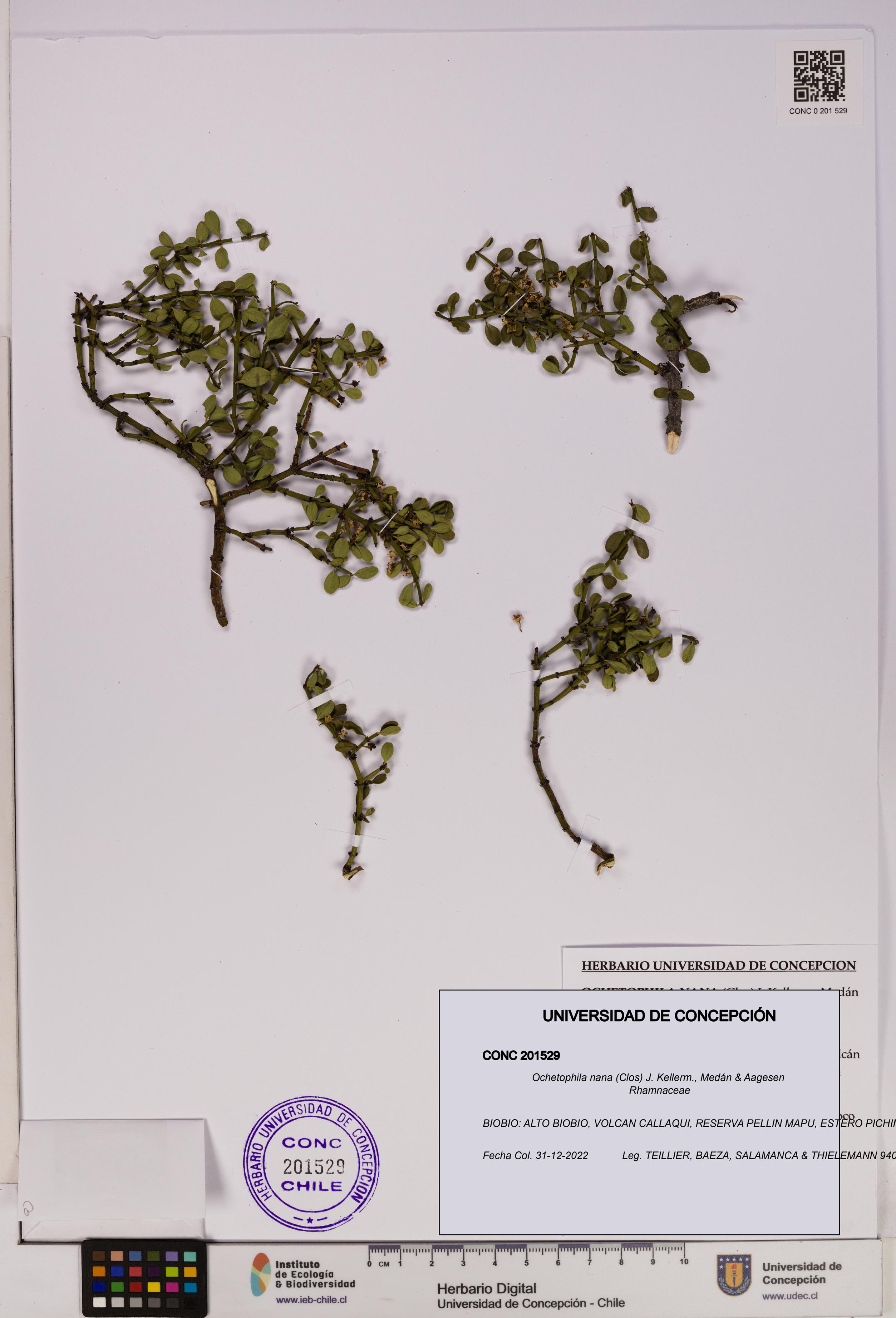 Ochetophila nana [Espécimen: UDEC:CONC:0201529]