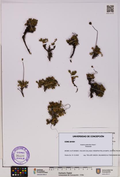 Acaena antarctica [Espécimen: UDEC:CONC:0201531]