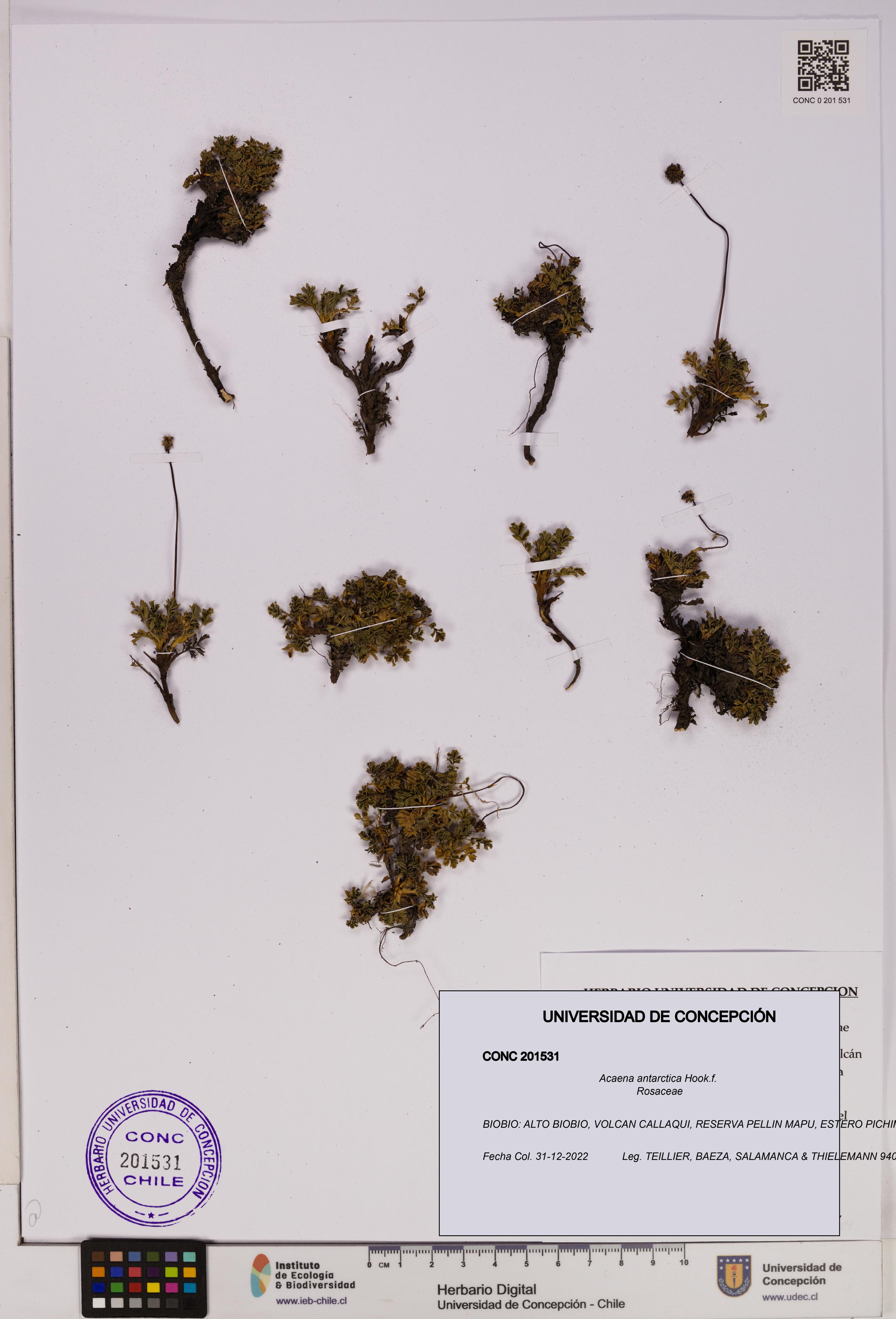 Acaena antarctica [Espécimen: UDEC:CONC:0201531]