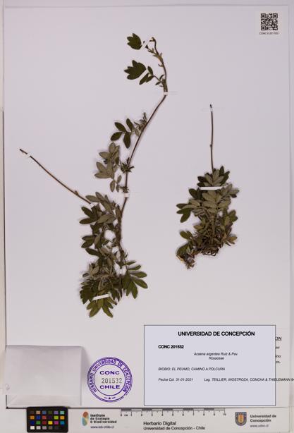 Acaena argentea [Espécimen: UDEC:CONC:0201532]