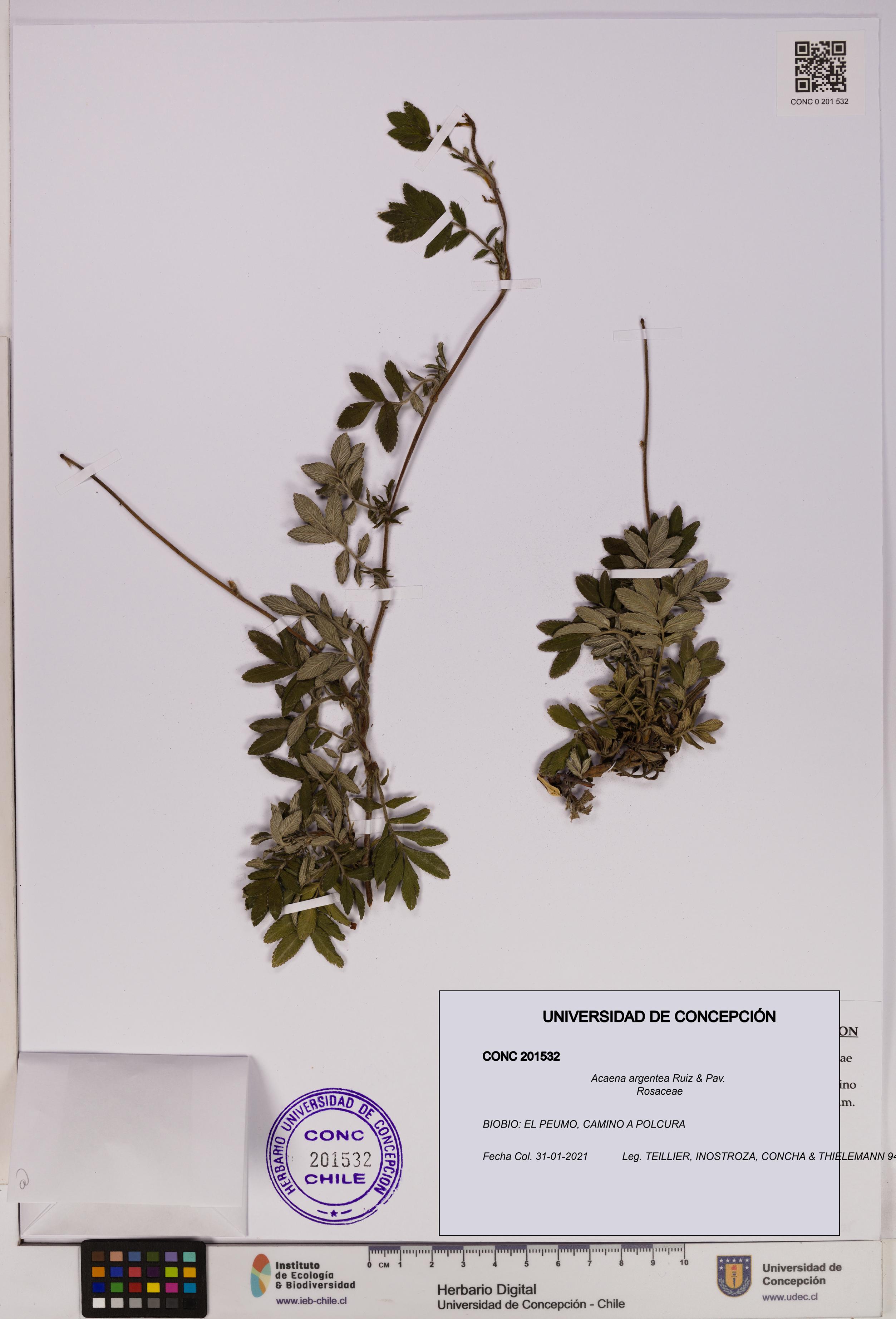 Acaena argentea [Espécimen: UDEC:CONC:0201532]