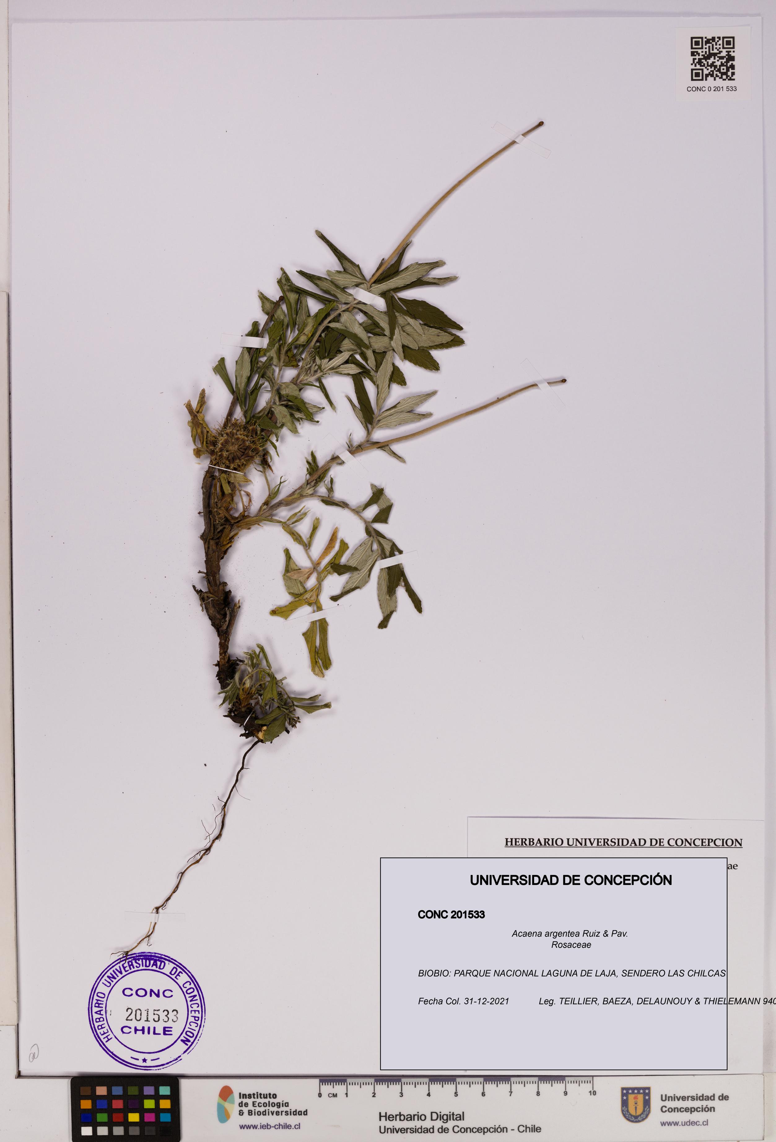 Acaena argentea [Espécimen: UDEC:CONC:0201533]