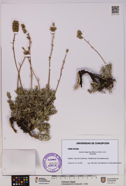 Acaena integerrima [Espécimen: UDEC:CONC:0201534]