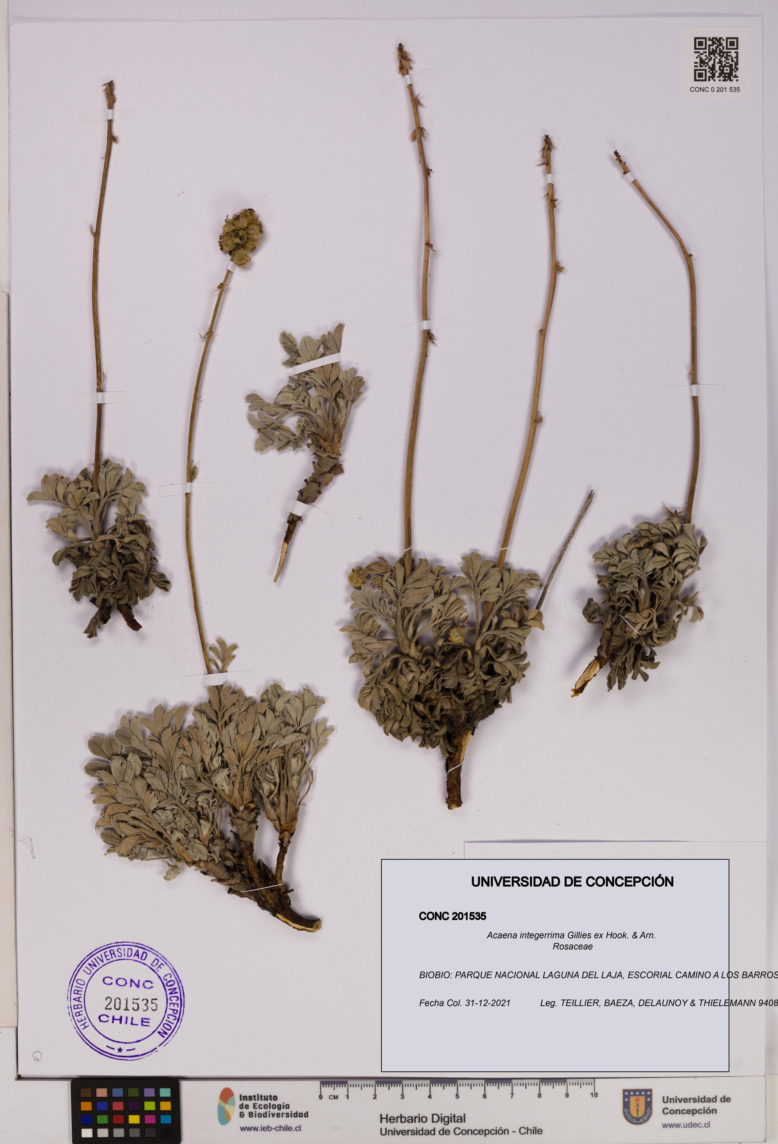 Acaena integerrima [Espécimen: UDEC:CONC:0201535]