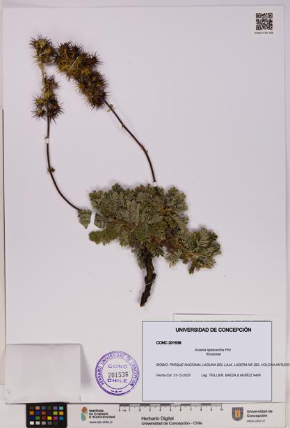 Acaena leptacantha [Espécimen: UDEC:CONC:0201536]