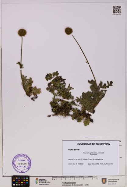 Acaena magellanica [Espécimen: UDEC:CONC:0201539]