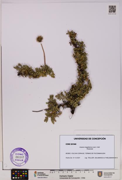 Acaena magellanica [Espécimen: UDEC:CONC:0201540]