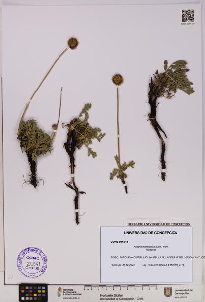 Acaena magellanica [Espécimen: UDEC:CONC:0201541]