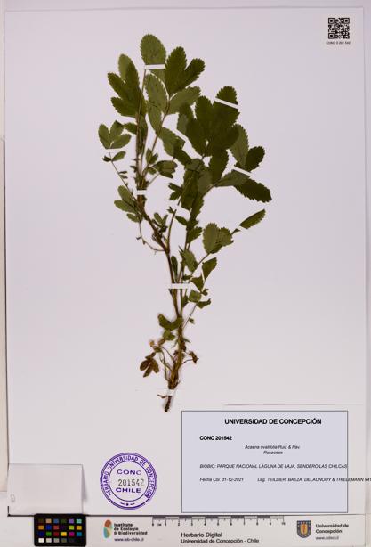 Acaena ovalifolia [Espécimen: UDEC:CONC:0201542]